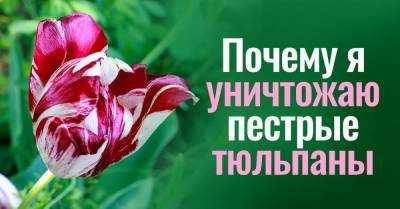 Рябые тюльпаны вырываю с луковицами, агитирую соседку вырвать свои тоже - skuke.net