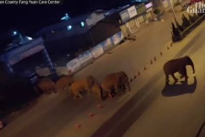 В Китае стадо слонов сбежало из заповедника и больше месяца блуждает по полям - rupor.info