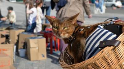 В Петербурге отметят Всемирный день петербургского кота - piter.tv - Санкт-Петербург