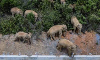 В Китае из заповедника сбежало стадо слонов (Видео) - lenta.ua - Китай