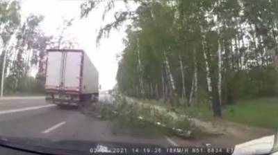 В ураган на дорогу в Воронеже рухнула берёза: появилось видео - vestivrn.ru - Воронеж
