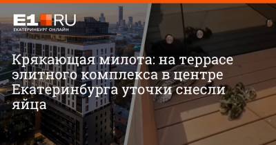 Крякающая милота: на террасе элитного комплекса в центре Екатеринбурга уточки снесли яйца - e1.ru - Екатеринбург