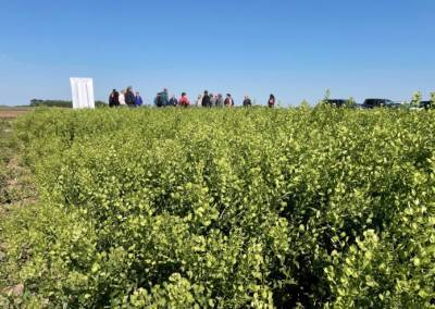 Генно отредактированная «вонючка» станет новым источником биотоплива - agroportal.ua