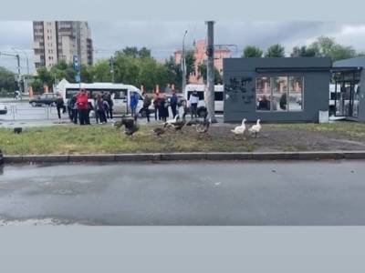 Челябинцы сняли на видео стаю гуляющих по центру города гусей - u24.ru