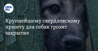 Крупнейшему свердловскому приюту для собак грозит закрытие. Видео - ura.news - Свердловская обл.