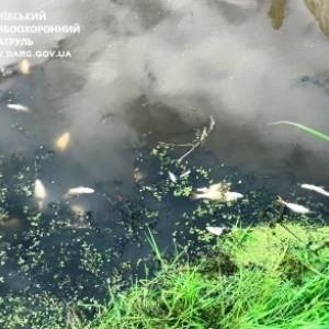 В реке в Киевской области фиксируют мор рыбы. Фото - reporter-ua.com - Киевская обл.
