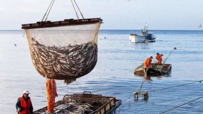 Россия и Украина согласовали квоты на вылов рыбы в Азовском море - obzor.lt