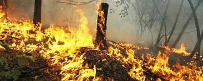 В Оренбурге после поджога леса возбудили уголовное дело - runews24.ru - Оренбург - Оренбургская обл.