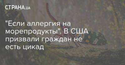 "Если аллергия на морепродукты". В США призвали граждан не есть цикад - strana.ua