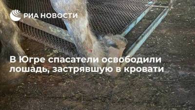 В Югре спасатели освободили лошадь, застрявшую в кровати - skuke.net - Ханты-Мансийск - Югра - Нягань