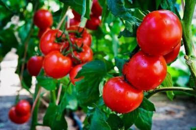 ​5 маленьких секретов выращивания вкусных помидоров - skuke.net