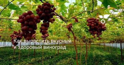 Как вырастить вкусный и здоровый виноград - skuke.net - Виноград