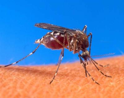 Адан Гебрейесус - ВОЗ объявила Китай страной, свободной от малярии - trend.az - Китай - Женева