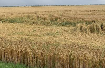 Ливневые дожди на юге: хлеба упали, уборка откладывается - agroportal.ua - Украина