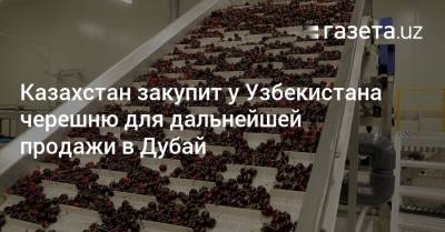 Бахыт Султанов - Казахстан закупит у Узбекистана черешню для дальнейшей продажи в Дубай - gazeta.uz - Казахстан - Узбекистан - Ташкент