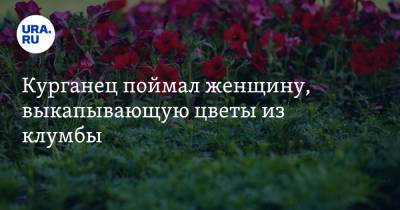 Курганец поймал женщину, выкапывающую цветы из клумбы. Фото - ura.news - Курган