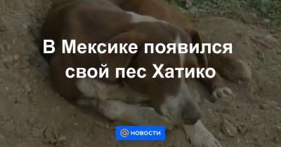 В Мексике появился свой пес Хатико - news.mail.ru - Мексика