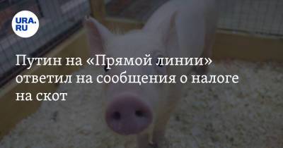 Владимир Путин - Путин на «Прямой линии» ответил на сообщения о налоге на скот - ura.news - Россия - Ростовская обл.