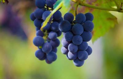 Эта хитрость поможет вырастить вкусный виноград: вы удивитесь, узнав как все просто - pupolita.ru - Виноград
