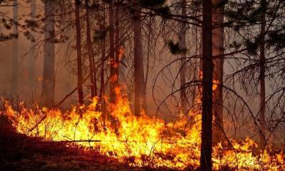 В одном из районов Карелии ожидается чрезвычайная пожарная опасность - gubdaily.ru - Россия - район Суоярвский - республика Карелия