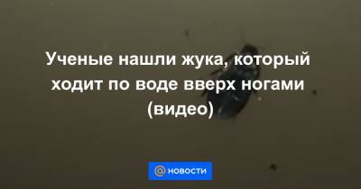 Ученые нашли жука, который ходит по воде вверх ногами (видео) - news.mail.ru - Австралия - Германия