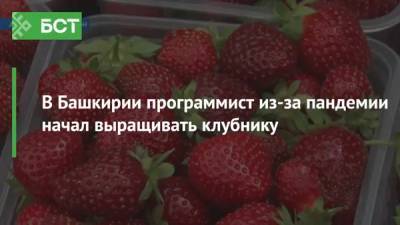 В Башкирии программист из-за пандемии начал выращивать клубнику - bash.news - Китай - Башкирия