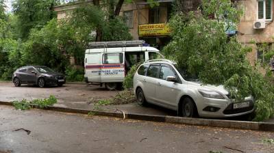 В Воронеже во время ливня дерево рухнуло на машину с водителем внутри - vestivrn.ru - Воронеж