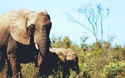 Стадо слонов сбежало из заповедника в Китае - korrespondent.net - Китай