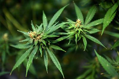 Доставка марихуаны в США решила найти стажера для дегустации продукта - lenta.ru - Лос-Анджелес - шт. Калифорния