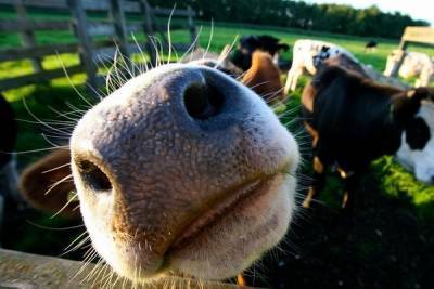 Россияне создали Face ID для коров и коз ради цифровизации сельского хозяйства - cnews.ru - респ. Удмуртия - Ижевск
