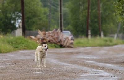 Покусанный собаками подросток отсудил ₽25 тыс. с мэрии Североуральска - znak.com - Североуральск