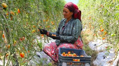Мировые цены на продовольствие в мае достигли рекордных показателей за 10 лет - belta.by - Минск