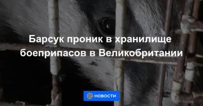 Барсук проник в хранилище боеприпасов в Великобритании - news.mail.ru - Англия
