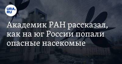 Академик РАН рассказал, как на юг России попали опасные насекомые - ura.news - Япония