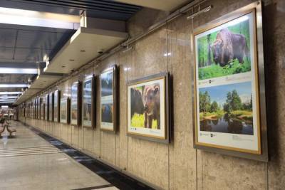 Выставку фотографий редких животных открыли в метро Москвы - vm.ru - Москва