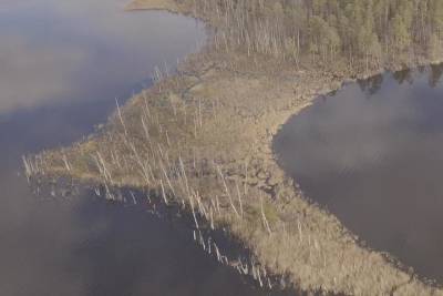 В озере Сабро Тверской области гибнет рыба и краснокнижные растения - tver.mk.ru - Тверская обл.
