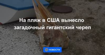 На пляж в США вынесло загадочный гигантский череп - news.mail.ru - USA - шт.Нью-Джерси