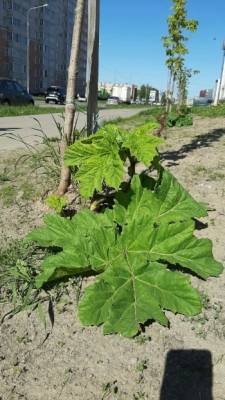 Борщевик Сосновского скоро станет символом Вологды - vologda-poisk.ru - Вологда