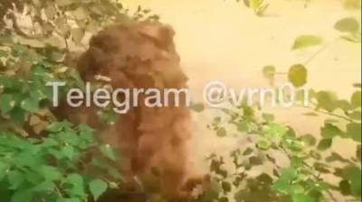 В воронежском микрорайоне забил грязевой фонтан: появилось видео - vestivrn.ru - Воронеж