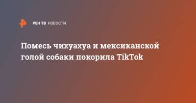 Помесь чихуахуа и мексиканской голой собаки покорила TikTok - ren.tv