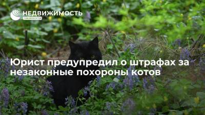 Юрист предупредил о штрафах за незаконные похороны котов - realty.ria.ru - Москва - Россия