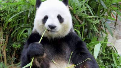 Беременность панды вызвала рост акций японских ресторанов - gazeta.ru - Япония