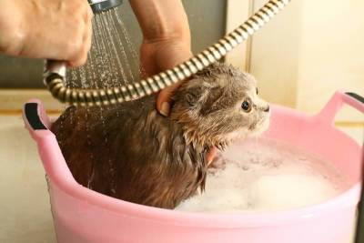 Как правильно и быстро помыть кота или другое домашнее животное? - skuke.net