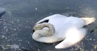 Очевидцы: на озере в Южном парке гибнет лебедь (видео) - klops.ru