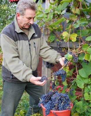 Почему в России запрещено выращивать виноград сорта «изабелла» - pravda-tv.ru - Виноград