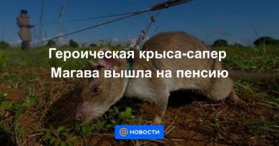Героическая крыса-сапер Магава вышла на пенсию - news.mail.ru - Камбоджа