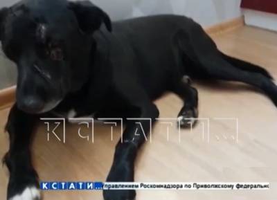 Спасенную от киллера собаку в Нижнем Новгороде избили новые хозяева - vgoroden.ru - Нижний Новгород