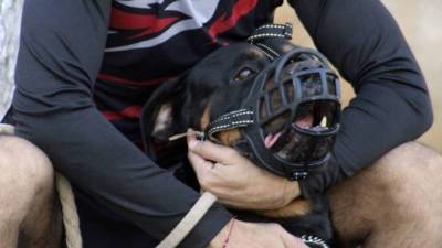 Собака спасла москвичку от изнасилования бомжом - skuke.net
