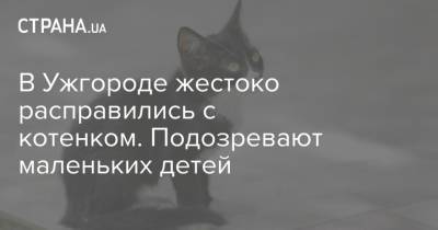 В Ужгороде жестоко расправились с котенком. Подозревают маленьких детей - strana.ua - Харьков - Львовская обл. - Ужгород