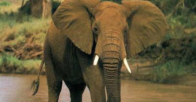 Слоны стремительно вымирают. Спасать вид собрались с помощью спутников и искусственного интеллекта - focus.ua - Голландия